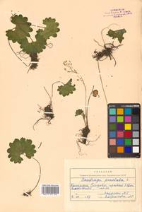 Micranthes nelsoniana subsp. aestivalis (Fisch. & C. A. Mey.) Elven & D. F. Murray, Siberia, Chukotka & Kamchatka (S7) (Russia)