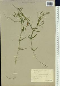 Lathyrus palustris L., Siberia, Yakutia (S5) (Russia)