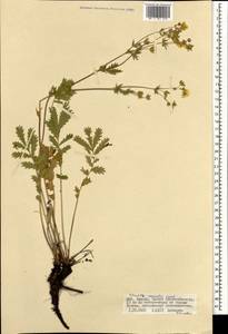 Potentilla tanacetifolia Willd. ex D. F. K. Schltdl., Mongolia (MONG) (Mongolia)