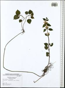 Lamium galeobdolon subsp. galeobdolon, Eastern Europe, Central region (E4) (Russia)