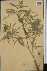 Centaurea scabiosa subsp. badensis (Tratt.) Gugler, Western Europe (EUR) (Austria)