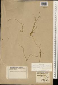 Anthochlamys polygaloides (Fisch. & C. A. Mey.) Fenzl, South Asia, South Asia (Asia outside ex-Soviet states and Mongolia) (ASIA) (Iran)