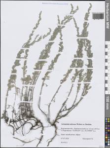 Artemisia nitrosa Weber ex Stechm., Siberia, Western Siberia (S1) (Russia)
