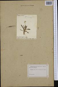 Primula auricula L., Western Europe (EUR) (Not classified)