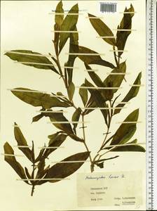 Potamogeton lucens L., Eastern Europe, Lithuania (E2a) (Lithuania)