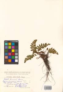 Woodsia subcordata Turcz., Siberia, Russian Far East (S6) (Russia)