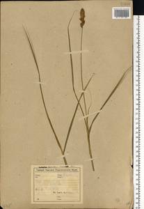 Carex disticha Huds., Eastern Europe, North-Western region (E2) (Russia)