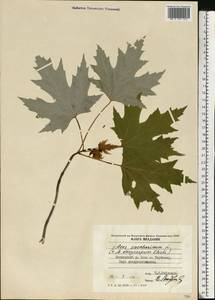 Acer saccharum, Eastern Europe, Moldova (E13a) (Moldova)