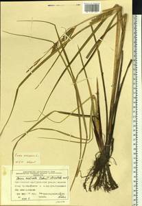 Carex vesicaria L., Siberia, Central Siberia (S3) (Russia)