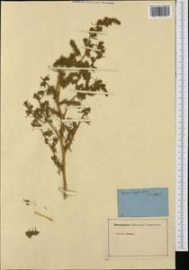 Bassia hyssopifolia (Pall.) Kuntze, Western Europe (EUR) (Not classified)