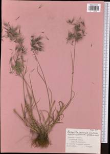 Bromus tectorum L., Eastern Europe, Central region (E4) (Russia)