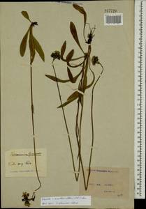 Pilosella densiflora subsp. densiflora, Eastern Europe, North Ukrainian region (E11) (Ukraine)