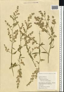Lepidium latifolium L., Eastern Europe, Northern region (E1) (Russia)