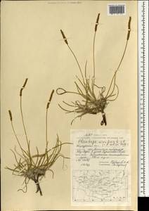 Plantago maritima L., Mongolia (MONG) (Mongolia)