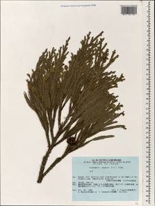 Cryptomeria japonica (Thunb. ex L. f.) D. Don, South Asia, South Asia (Asia outside ex-Soviet states and Mongolia) (ASIA) (Japan)