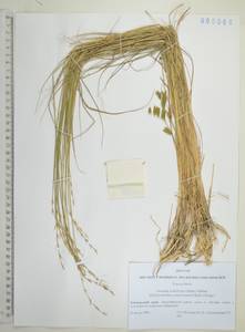 Helictochloa hookeri (Scribn.) Romero Zarco, Siberia, Russian Far East (S6) (Russia)