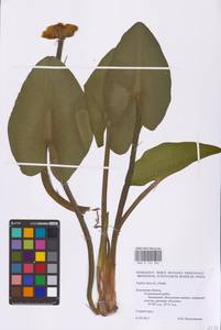 Nuphar lutea (L.) Sm., Eastern Europe, Central region (E4) (Russia)