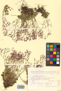 Micranthes punctata (L.) Losinsk., Siberia, Russian Far East (S6) (Russia)