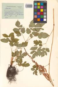 Astilbe rubra Hook. fil. & Thomson, Siberia, Russian Far East (S6) (Russia)