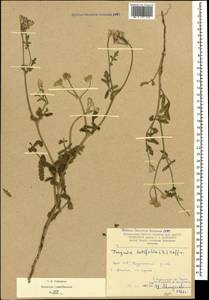 Turgenia latifolia (L.) Hoffm., Caucasus, Armenia (K5) (Armenia)