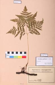 Pteridium aquilinum (L.) Kuhn, Siberia (no precise locality) (S0) (Russia)