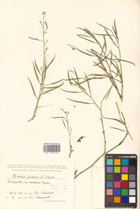 Brassica juncea (L.) Czern., Siberia, Russian Far East (S6) (Russia)