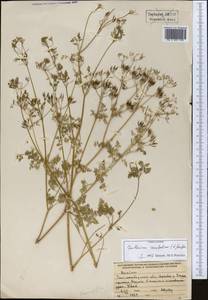 Anthriscus cerefolium (L.) Hoffm., Middle Asia, Pamir & Pamiro-Alai (M2) (Tajikistan)