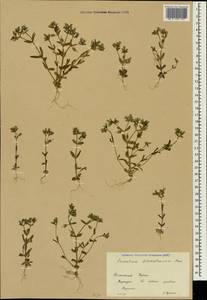 Cerastium ramosissimum Boiss., Crimea (KRYM) (Russia)