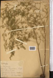 Asparagus brachyphyllus Turcz., Middle Asia, Western Tian Shan & Karatau (M3) (Kazakhstan)