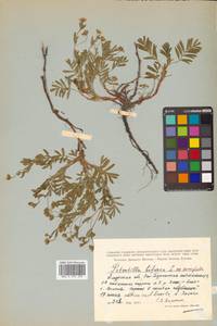 Sibbaldianthe bifurca (L.) Kurtto & T. Erikss., Siberia, Russian Far East (S6) (Russia)