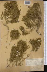 Halogeton arachnoideus (Bunge) Moq., Middle Asia, Muyunkumy, Balkhash & Betpak-Dala (M9) (Kazakhstan)