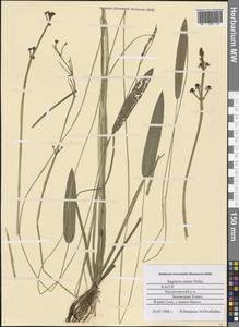Sagittaria natans Pall., Eastern Europe, Northern region (E1) (Russia)