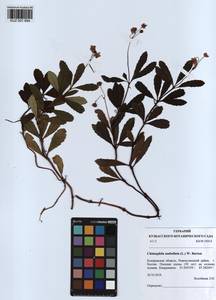 KUZ 001 894, Chimaphila umbellata (L.) W. P. C. Barton, Siberia, Altai & Sayany Mountains (S2) (Russia)