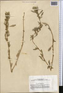 Amaranthus graecizans L., Middle Asia, Pamir & Pamiro-Alai (M2) (Tajikistan)
