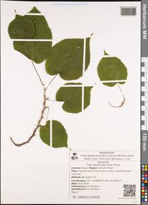 Tilia maximowicziana Shiras., Siberia, Russian Far East (S6) (Russia)