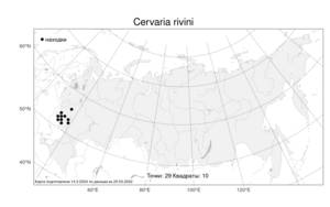 Cervaria rivini Gaertn., Atlas of the Russian Flora (FLORUS) (Russia)