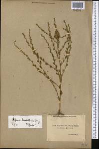 Artemisia marschalliana Spreng., Middle Asia, Northern & Central Kazakhstan (M10) (Kazakhstan)