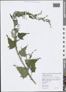 Atriplex sagittata Borkh., Siberia, Baikal & Transbaikal region (S4) (Russia)