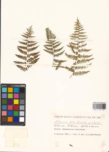 Athyrium filix-femina, Eastern Europe, Moscow region (E4a) (Russia)