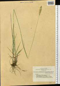 Alopecurus arundinaceus Poir., Siberia, Altai & Sayany Mountains (S2) (Russia)