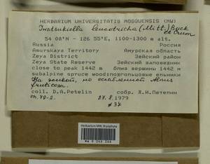 Iwatsukiella leucotricha (Mitt.) W.R. Buck & H.A. Crum, Bryophytes, Bryophytes - Russian Far East (excl. Chukotka & Kamchatka) (B20) (Russia)