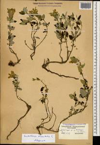 Scutellaria orientalis L., Caucasus, Stavropol Krai, Karachay-Cherkessia & Kabardino-Balkaria (K1b) (Russia)