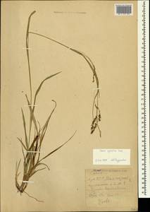 Carex sylvatica Huds., Caucasus, Armenia (K5) (Armenia)