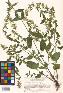 Stachys annua (L.) L., Eastern Europe, Moscow region (E4a) (Russia)