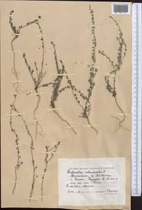 Andrachne telephioides L., Middle Asia, Caspian Ustyurt & Northern Aralia (M8) (Kazakhstan)