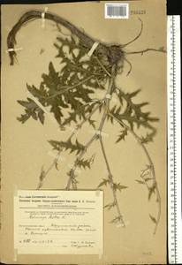 Echinops ritro subsp. ruthenicus (M. Bieb.) Nyman, Eastern Europe, Eastern region (E10) (Russia)