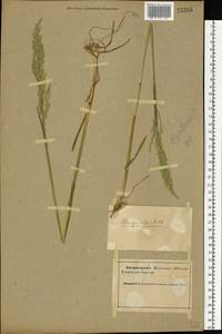 Poa palustris L., Eastern Europe, Northern region (E1) (Russia)
