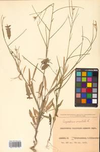 Sisymbrium orientale L., Siberia, Russian Far East (S6) (Russia)