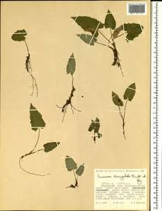 Saussurea triangulata Trautv. & C. A. Mey., Siberia, Russian Far East (S6) (Russia)