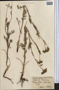 Kadenia dubia (Schkuhr) Lavrova & V.N.Tikhom., Middle Asia, Northern & Central Kazakhstan (M10) (Kazakhstan)